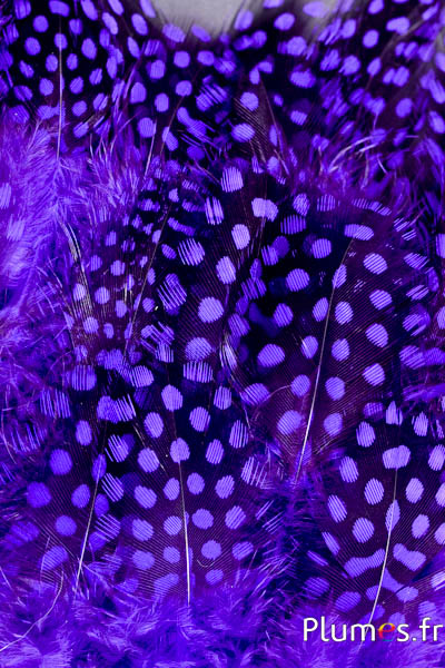 Pintade de Numidie - 7-13 cm - aubergine